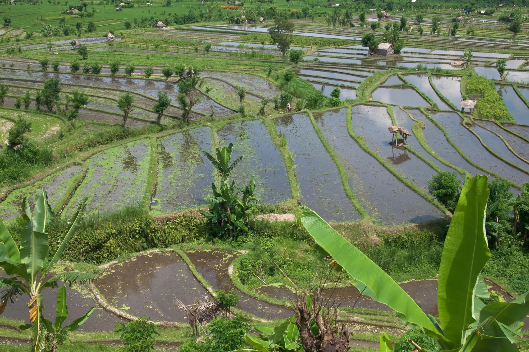 Bali — Ubud · Seminyak